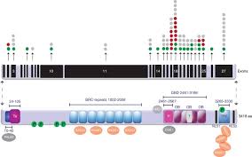 Image result for BRCA2
