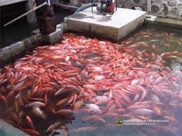 Nomor 09 ikan paus angka pelarian nomor 21 ikan mas gaya baru nomor 30 ikan mas. Pencegahan Hama Dan Penyakit Ikan Nila Oreochromis Niloticus