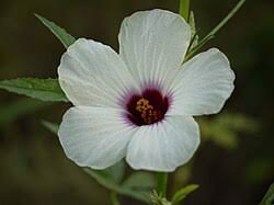 Image result for Hibiscus reekmansii