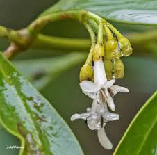 Image result for Coptosperma