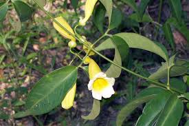 Image result for Hyparrhenia anemopaegma