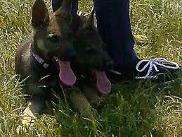 Maybe you would like to learn more about one of these? Akc German Shepherd Puppies Memorial 3 Day Sale For Sale In Norfolk Virginia Classified Americanlisted Com