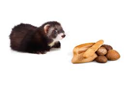 You can start feeding your ferret fresh vegetables and fruits (fruit to a minimum, because it contains a lot of sugar,) romaine lettuce (not iceberg … it can be fatal), and cooked carrots, but start small at first. Can Ferrets Eat Bread No What Are The Risks