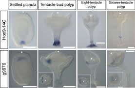 Image result for Polystachya cribbiana