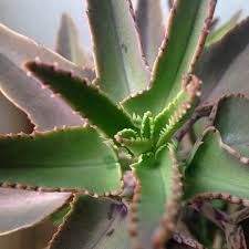 A Flores Verdes On Instagram Kalanchoe Growing Crazy Kalanchoe Siempreviva Anticancerplant Medicine Plantlove Peace
