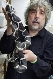 Red colored grey banded kingsnake information?