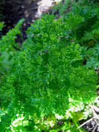 Image result for Petroselinum