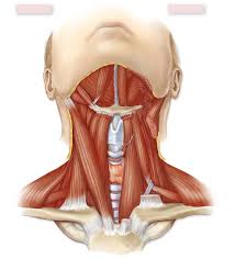 Part 8 in an 8 part lecture on skeletal muscle in a flipped human anatomy course taught by wendy riggs. Barbeau Human Anatomy Lecture 205 Supplements Muscular System