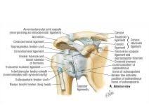 Drag the labels onto the diagram to the stadium wave climate etc. Shoulder Ligaments Anterior View