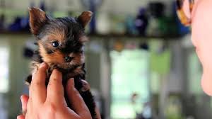 Comments disabled for this video. Yorkshire Terrier Yorkie Puppies Cute Pictures And Facts Dogtime