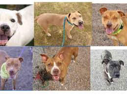 Maybe you would like to learn more about one of these? 11 Mesa Shelter Dogs At Risk Of Euthanasia Have All Been Adopted Arizona News Azfamily Com