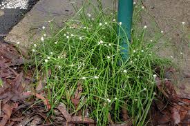 Image result for Kyllinga squamulata