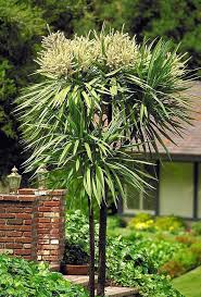 Image result for Dracaena laxissima