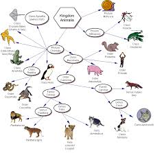 Arthropod Taxonomy Chart