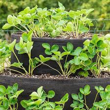 Gardens Alive 20 In Dia Strawberry Tiered Patio Grow Tub Planter Black Container Gardening Planters Garden