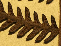 Image result for Arthropteris orientalis