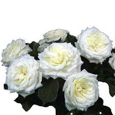 We did not find results for: Alabaster Garden Style Roses White Wholesale Flowers Florist Supplies Uk Rose Varieties Online Wedding Flowers Rose Garden