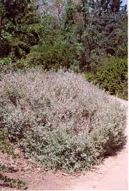 Image result for Salvia stenophylla
