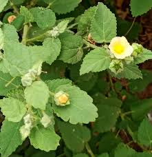 Image result for Sida veronicifolia