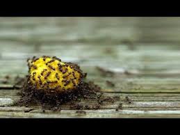 Ants Can Be A Pest All Year Round There S Nothing Worse Than An Ant Invasion Try These 8 Techniques To Repel Ants The Natura In 2020 Get Rid Of Ants Rid