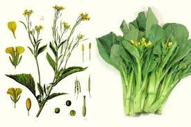 Vị thuốc Cải canh | BvNTP