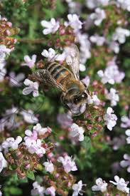 They help each other to survive and reproduce. Bees Love Flowers And Pollens The Honeybee Photographer Eric Tourneret