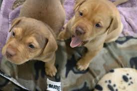 Maybe you would like to learn more about one of these? Jacksonville Humane Societydog And Puppy Fostering Jacksonville Humane Society