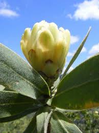 Image result for Protea welwitschii