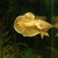 Full Gold Dumbo Big Ear Import Bangkok Ikan Cupang Hias Betta Plakat Shopee Indonesia