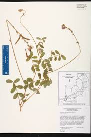 Image result for Rhynchosia chapmanii