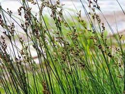 Image result for Juncus punctorius