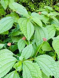 Image result for Lecanthus peduncularis