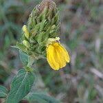 Image result for Justicia flava