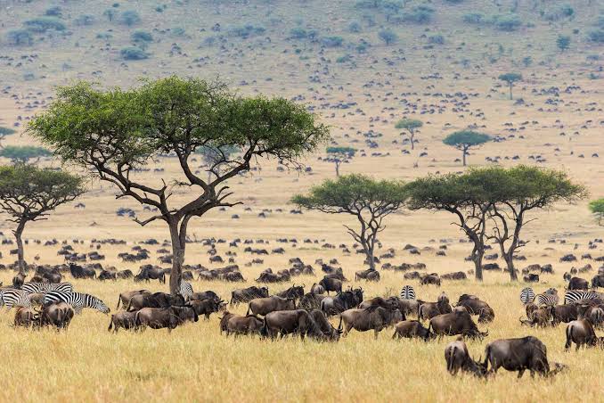 3 Days Masai Mara National Park -