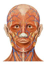 Temporal space, parotid space, prevertebral space, retropharyngeal space. Human Head Wikipedia