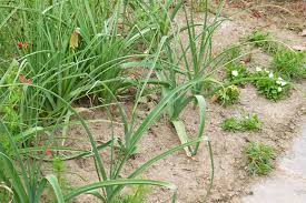 Image result for Cleome schimperi