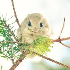 The Adorable Ezo Momonga Is A Type Of Flying Squirrel Unique To Hokkaido Japan Hayvanlar Sincap