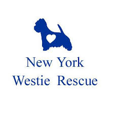 Find westie westie in dogs & puppies for rehoming | find dogs and puppies locally for sale or adoption in canada : New York Westie Rescue Home Facebook