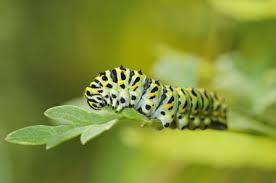 We did not find results for: Swallowtail Butterfly The Wildlife Trusts