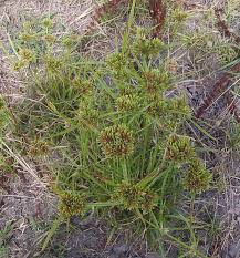 Image result for Cyperus sp. no. 1