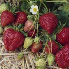 Darselect Strawberry Plant Strawberry Plants Growing Raspberries Strawberry