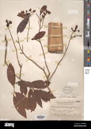 Image result for Brackenridgea