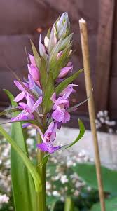 Image result for Neobolusia ciliata