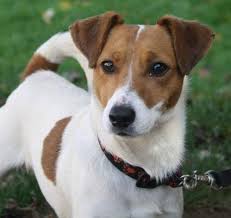Jack Russell Terrier Yetenegi Ve Hizi Ona Deger Kazandirir Hareketli Ve Yasam Dolu Bir Irktir Kopeklere Karsi Saldirgan Olabi 2020 Kopek Teriyer Sevimli Kopekler