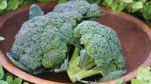 You can use different types of green beans or other legumes as companions with spinach in the garden. Growing Broccoli In A Container Youtube
