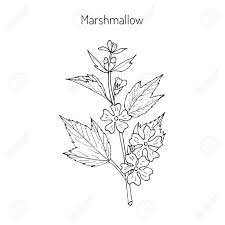 The marshmallow plant gave its name to the popular sweets. Althaea Officinalis Or Common Marshmallow Medicinal Herb Royalty Free Cliparts Vectors And Stock Illustration Image 73096715