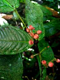 Image result for Memecylon