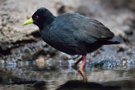 Black Bird With Red And Yellow Beak Unidentified Animals Page 2 Black Bird Eye Ring Animals