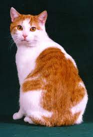 Orange And White Cymric Sitting Cymric Cat Is A Breed Of Domestic Cat Some Cat Registries Consider The Cymric Cat Simply A Cats Cat Breeds Abyssinian Cats