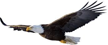 Imgur The Most Awesome Images On The Internet Eagle In Flight Bald Eagle Bald Eagle Images Set silhouette eagles collection flying vector. bald eagle bald eagle images